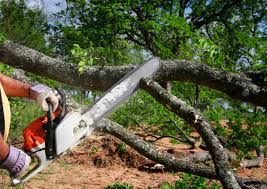 Best Utility Line Clearance  in South Apopka, FL